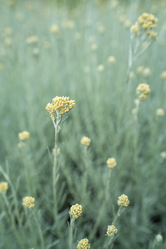 La mia esperienza con Pinzimonio